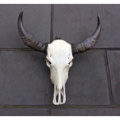 2019 "SALE" Water buffallo skull, detachable horns, bone, real, bar/man cave decor   323262976741